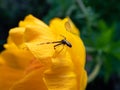 Close-up of adult male of goldenrod crab spider or flower crab spider Misumena vatia Misumena citrea with dark brown and red Royalty Free Stock Photo