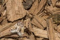 Adult Meal Moth - Pyralis farinalis Royalty Free Stock Photo