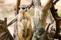 A close-up of the adult meerkat