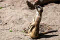 A close-up of the adult meerkat