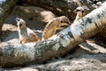 A close-up of the adult meerkat