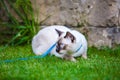Close-up of an adult Mekong Bobtail cat posing on green grass outside. A cat walks on a green lawn with a blue leash. Young Cat, Royalty Free Stock Photo
