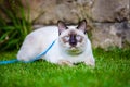 Close-up of an adult Mekong Bobtail cat posing on green grass outside. A cat walks on a green lawn with a blue leash. Young Cat, Royalty Free Stock Photo