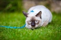 Close-up of an adult Mekong Bobtail cat posing on green grass outside. A cat walks on a green lawn with a blue leash. Young Cat, Royalty Free Stock Photo