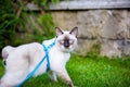 Close-up of an adult Mekong Bobtail cat posing on green grass outside. A cat walks on a green lawn with a blue leash. Young Cat, Royalty Free Stock Photo