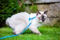 Close-up of an adult Mekong Bobtail cat posing on green grass outside. A cat walks on a green lawn with a blue leash. Young Cat, Royalty Free Stock Photo