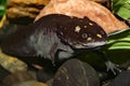An Adult Mexican Axolotl in an aquarium.