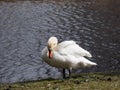 Adult mute swan (cygnus olor) cleaning it's feathers near a lake in sunlight with dark water background Royalty Free Stock Photo