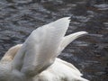 Adult mute swan (cygnus olor) cleaning it's feathers near a lake in sunlight with dark water background Royalty Free Stock Photo