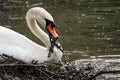 Close-up of mute swan building a nest
