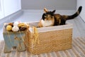 Close-up of adult naughty domestic female cat of dark color sits in a wicker basket, next to colored balls, clew of wool, concept Royalty Free Stock Photo