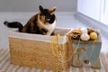 close-up of adult naughty domestic female cat of dark color sits in a wicker basket, next to colored balls, clew of wool, concept