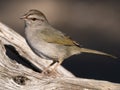 Close Up of an Adult Olive Sparrow with its Head Cocked Standing on a Log