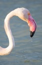 close up adult pink flamingo in its natural environment, Cagliari, south Sardinia