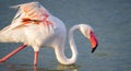 close up adult pink flamingo in its natural environment