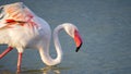 close up adult pink flamingo in its natural environment