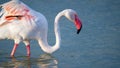 close up adult pink flamingo in its natural environment