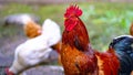 Close up of adult rooster walking in paddock outdoor