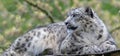 Close-up of an adult Snow leopard Royalty Free Stock Photo