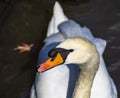 Close up of adult swan on the avon river at stratford-upon-avon midlands united kingdom Royalty Free Stock Photo