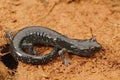 Close up of an adult white spotted Aneides flavipunctatus, Black Salamander Royalty Free Stock Photo