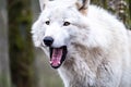 Close up of an adult white wolve roaming in the forest Royalty Free Stock Photo
