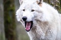 Close up of an adult white wolve roaming in the forest Royalty Free Stock Photo