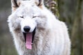 Close up of an adult white wolve roaming in the forest Royalty Free Stock Photo