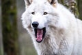 Close up of an adult white wolve roaming in the forest Royalty Free Stock Photo