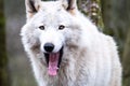 Close up of an adult white wolve roaming in the forest Royalty Free Stock Photo