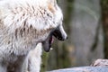 Close up of an adult white wolve roaming in the forest Royalty Free Stock Photo