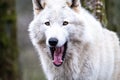 Close up of an adult white wolve roaming in the forest Royalty Free Stock Photo