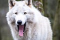 Close up of an adult white wolve roaming in the forest Royalty Free Stock Photo