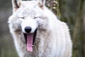 Close up of an adult white wolve roaming in the forest Royalty Free Stock Photo