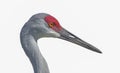 adult wild sandhill crane - Grus canadensis head showing feather detail. Isolated cutout on white background