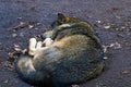 Close-up of an adult wolf sleeping in a hole in the forest Royalty Free Stock Photo