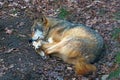 Close-up of an adult wolf sleeping in a hole in the forest Royalty Free Stock Photo