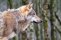 Close up of an adult wolve roaming in the forest Royalty Free Stock Photo