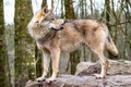 Close up of an adult wolve roaming in the forest Royalty Free Stock Photo