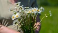 Close-up, an adult woman holding a bouquet of field daisies. A woman on a warm summer day gathered a bouquet of flowers Royalty Free Stock Photo