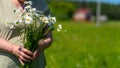 Close-up, an adult woman holding a bouquet of field daisies. A woman on a warm summer day gathered a bouquet of flowers Royalty Free Stock Photo