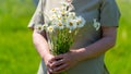 Close-up, an adult woman holding a bouquet of field daisies. A woman on a warm summer day gathered a bouquet of flowers Royalty Free Stock Photo