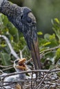 Wood Stork parent and young chick