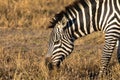 Frican striped coat zebra Royalty Free Stock Photo