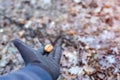 Adults hand holding a walnut feeding wild animal Royalty Free Stock Photo