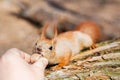 Close up of adults hand feeding cute hungry fluffy funny squirrel with walnut in a forest. Danger of being bitten Royalty Free Stock Photo