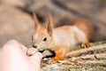 Close up of adults hand feeding cute hungry fluffy funny squirrel with walnut in a forest. Danger of being bitten. Friendship of h Royalty Free Stock Photo