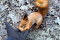 Close up of adults hand feeding squirrel in forest Royalty Free Stock Photo