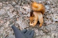 Close up of adults hand feeding squirrel in forest Royalty Free Stock Photo