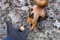 Close up of adults hand feeding squirrel in forest Royalty Free Stock Photo